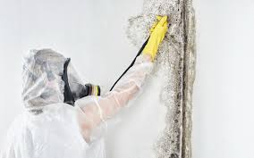 Best Attic Mold Removal  in Converse, TX